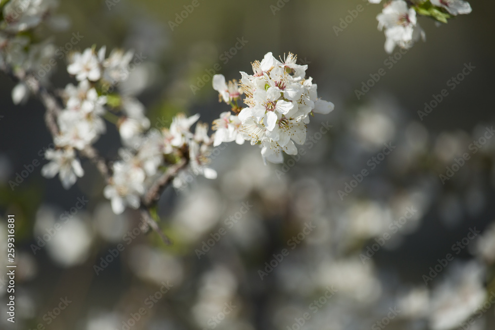 White flowers blossom. White flowers blossom.