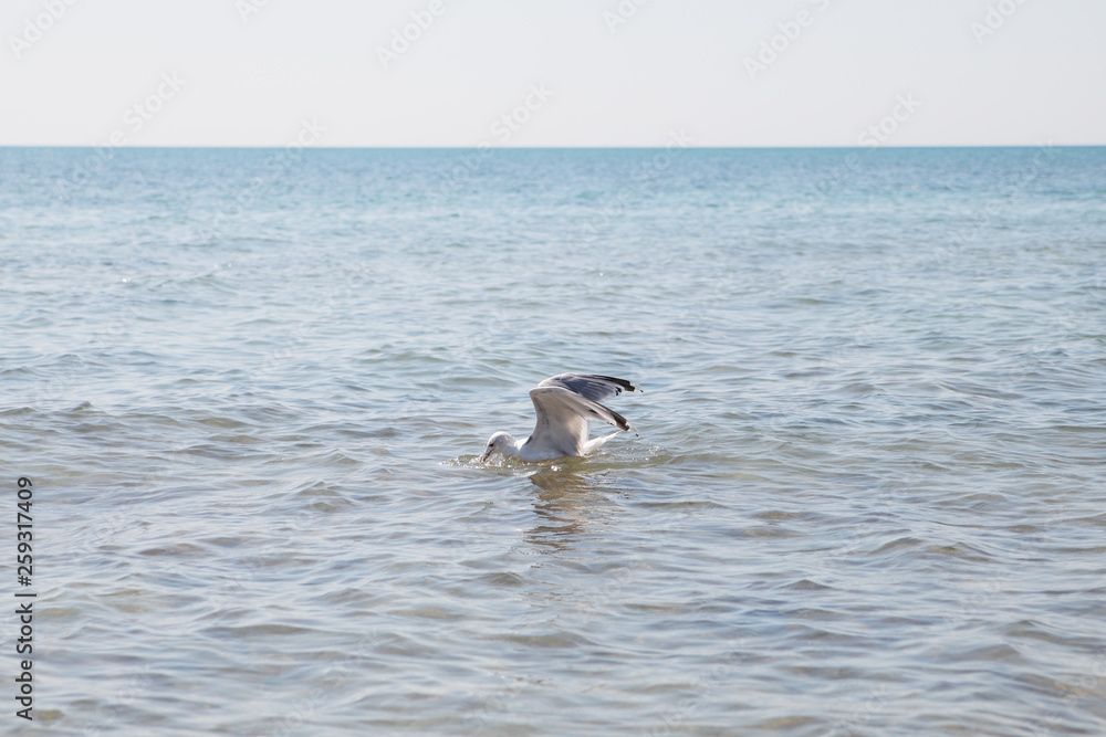 The seagull catches fish and crabs in the sea. The seagull catches fish and crabs in the sea.