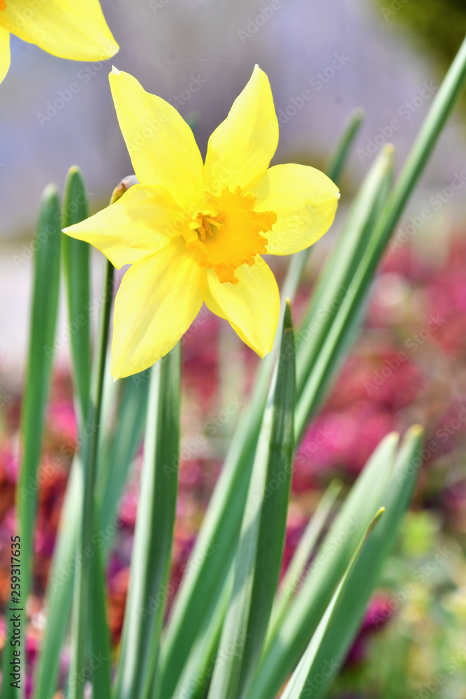 Il narciso giallo Il narciso giallo
