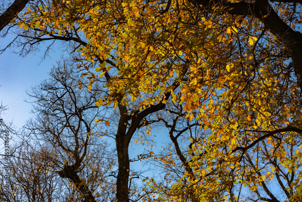 yellow tree in autumn yellow tree in autumn