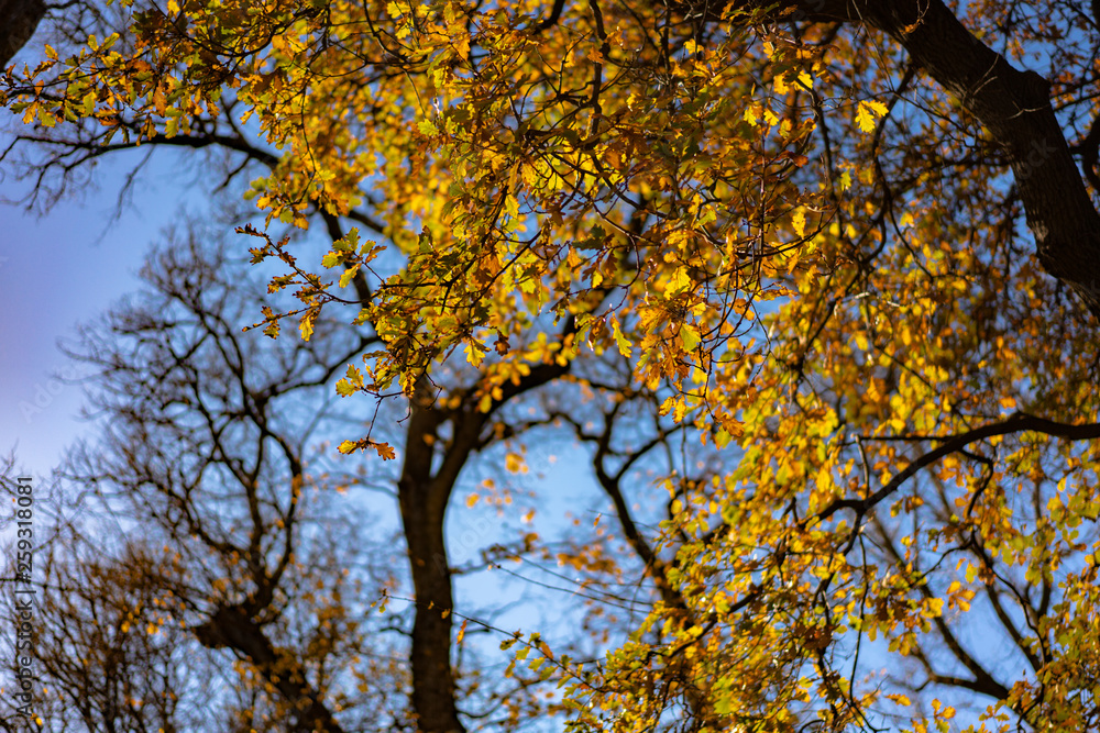 Fototapeta premium yellow tree in autumn