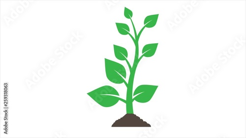 Plants growing animation with optional luma matte. Alpha Luma Matte included. 4k video