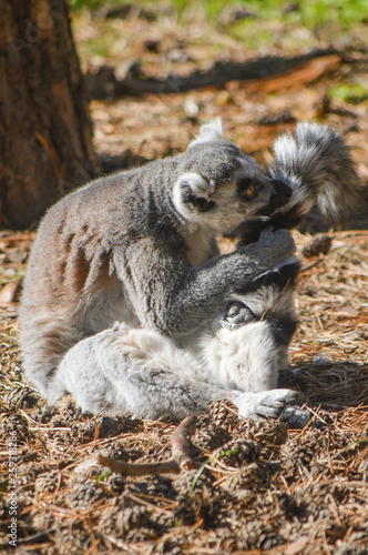 ringtailed lemur grooming