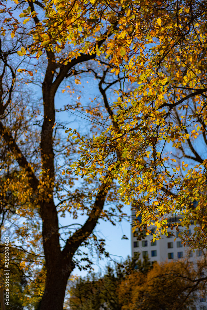 yellow tree in autumn