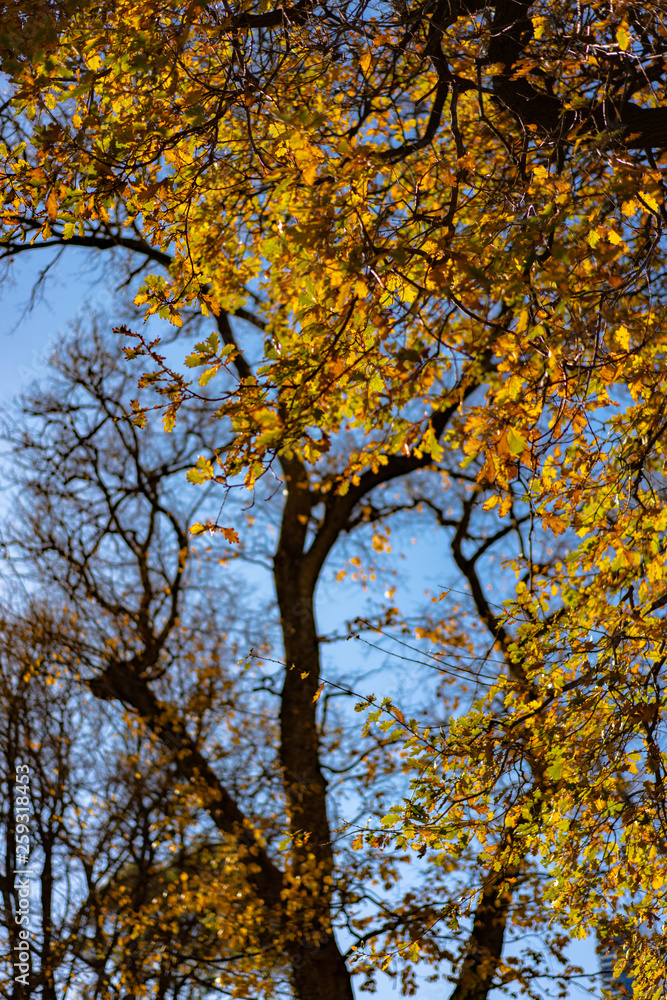 Obraz premium yellow tree in autumn