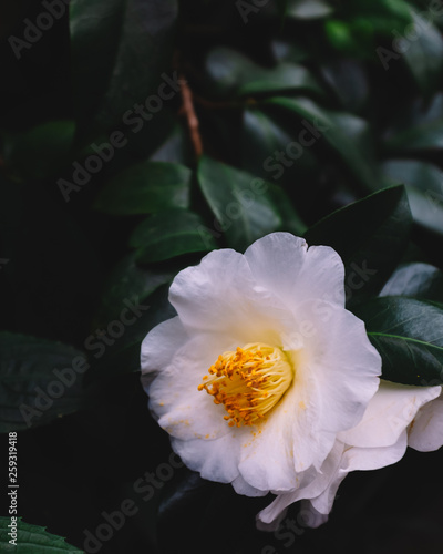 White camellia flower over dark green leaves photo