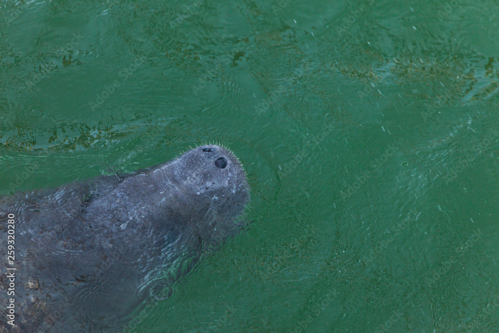Fototapeta premium FLORIDA MANATEE ((Trichechus manatus latirostris ), Everglades National Park, FLORIDA, USA, AMERICA