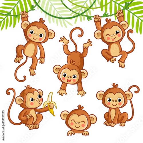 Vector set with monkey in different poses. photo