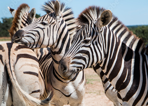 Photography Plains Zebra (Equus quagga) animals standing close together close up portrait of three animals with focus on one in foreground