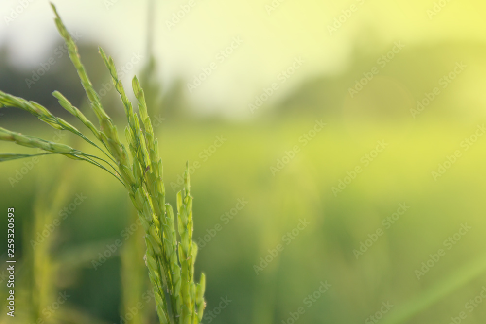 close up rice plants yield in the paddy green field is beautiful at sunset select focus - obrazy, fototapety, plakaty 