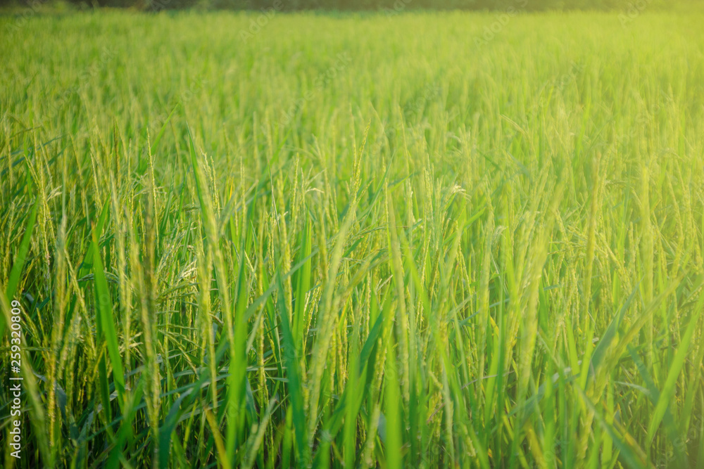 close up rice plants yield in the paddy green field is beautiful at sunset select focus