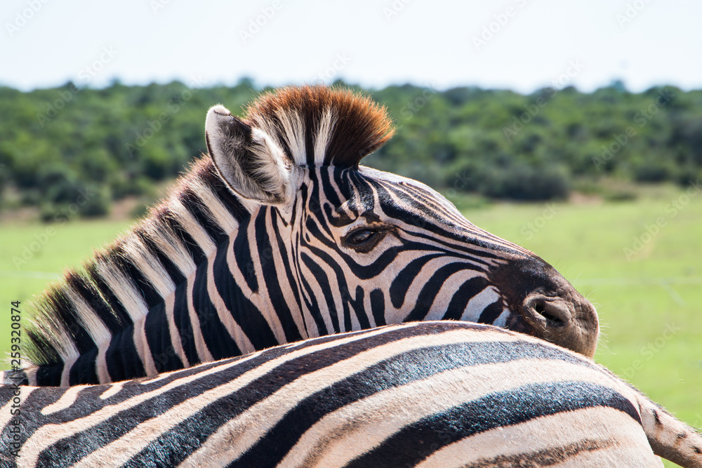 Plains Zebra (Equus quagga) animals standing close together close up of one animal  looking at the camera over another animal's back. Stock Photo | Adobe Stock