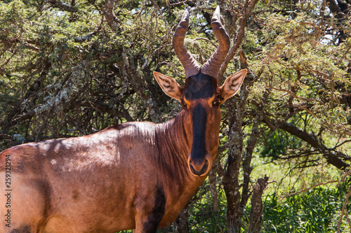 Tsessebe (Red Hartebeest) head and shoulders portrait of animal facing the camera. Large antelope with chestnut brown body and black face. photo