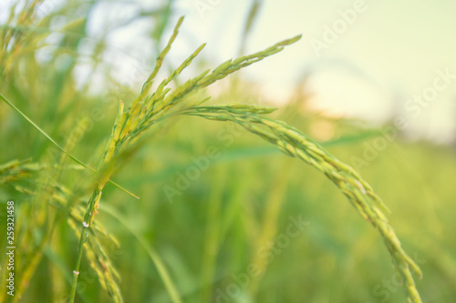 close up rice plants yield in the paddy green field is beautiful at sunset select focus © nuttapon