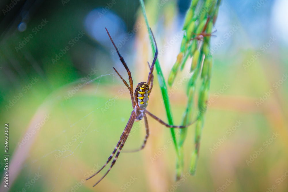 close up Spider on leaf of rice and green background at sunset select focus close up Spider on leaf of rice and green background at sunset select focus