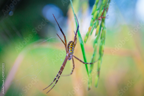 close up Spider on leaf of rice and green background at sunset select focus