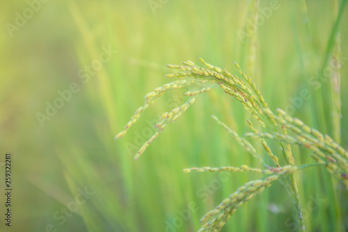 close up rice plants yield in the paddy green field is beautiful at sunset select focus © nuttapon