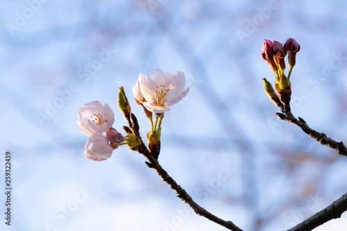 桜 © KAYO