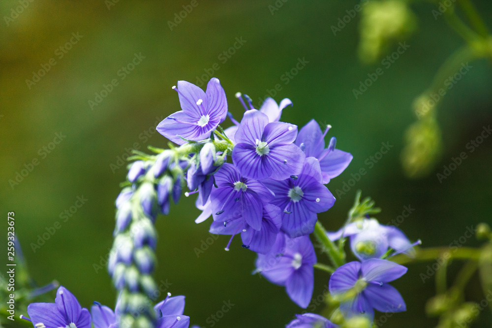 Veronica is the largest genus in the flowering plant family Plantaginaceae. Blooming blue flower close-up on field. Veronica is the largest genus in the flowering plant family Plantaginaceae. Blooming blue flower close-up on field.