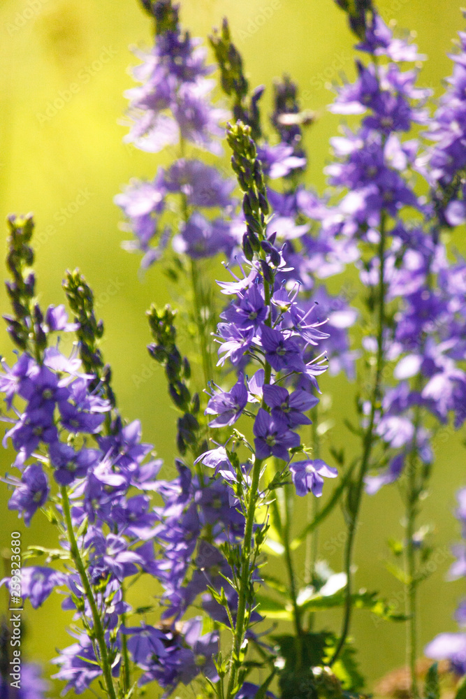 Obraz premium Veronica is the largest genus in the flowering plant family Plantaginaceae. Blooming blue flower close-up on field.