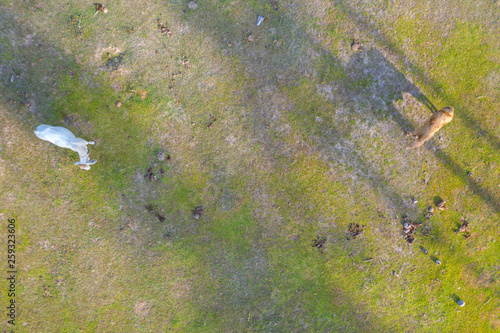 Aerial top view of cows on green meadow