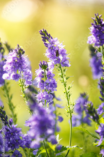 Veronica is the largest genus in the flowering plant family Plantaginaceae. Blooming blue flower close-up on field.