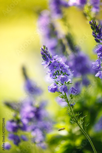 Veronica is the largest genus in the flowering plant family Plantaginaceae. Blooming blue flower close-up on field.