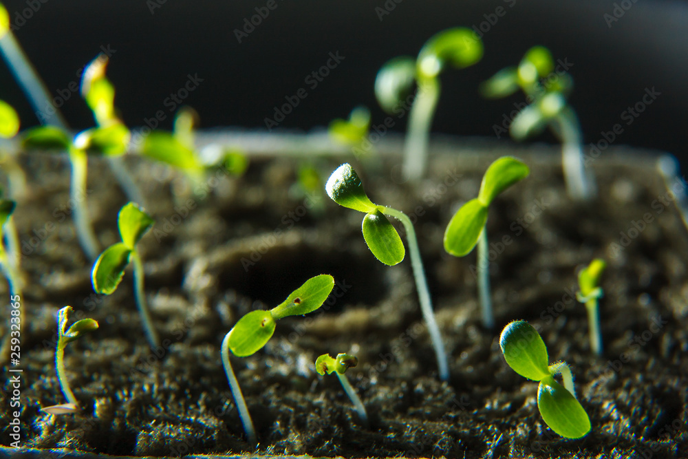 Care home indoor plants close-up. seedlings. new shoots are drawn to the sunlight. Spring. Care home indoor plants close-up. seedlings. new shoots are drawn to the sunlight. Spring.