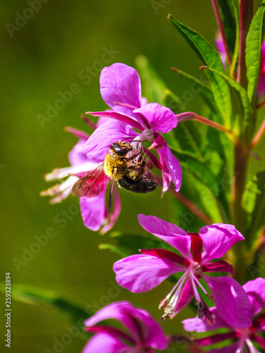 bee pollinates a chamaenerion flower. bright krtinka for beekeeping and crop production.
