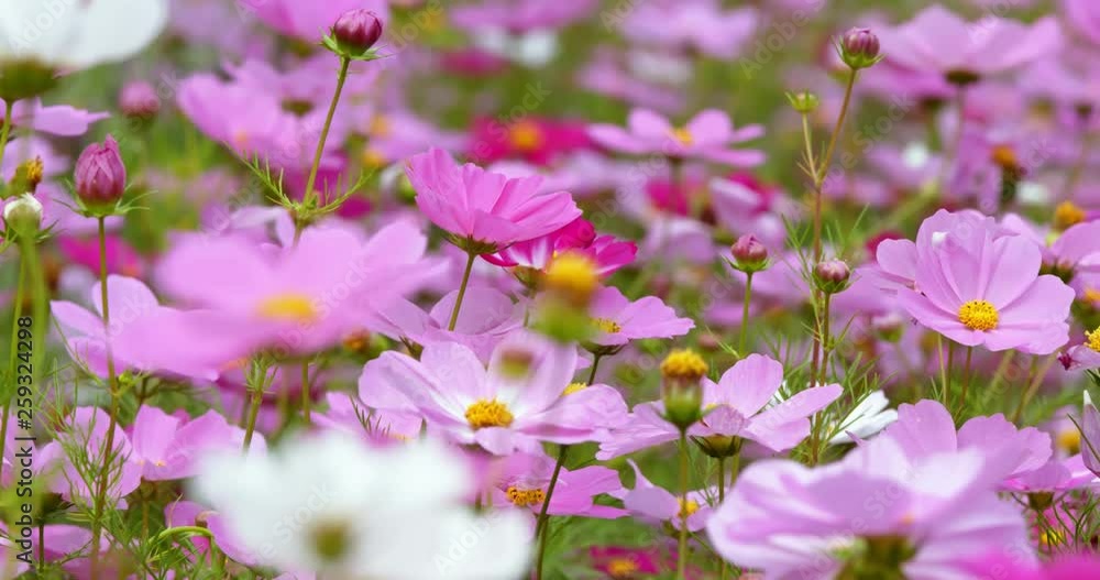 Pink Cosmos flower field