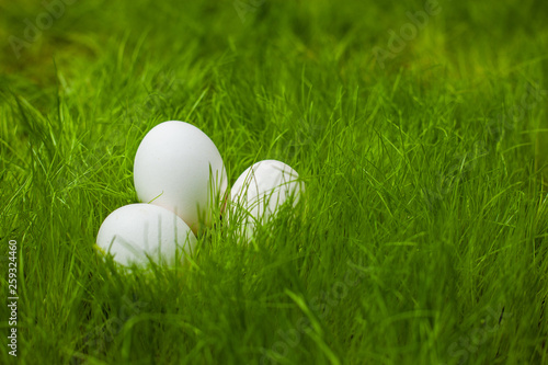 Three white Easter eggs on the lawn in the green grass