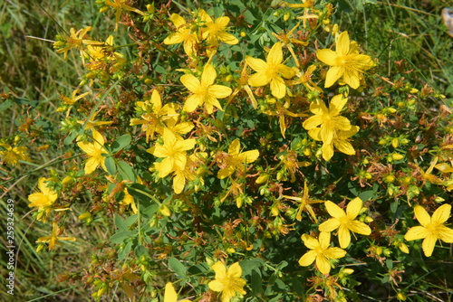 field of yellow flowers
