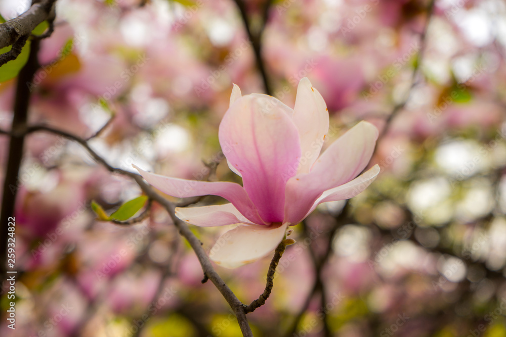 Magnolia blooms in the spring, the northern Mediterranean Magnolia blooms in the spring, the northern Mediterranean