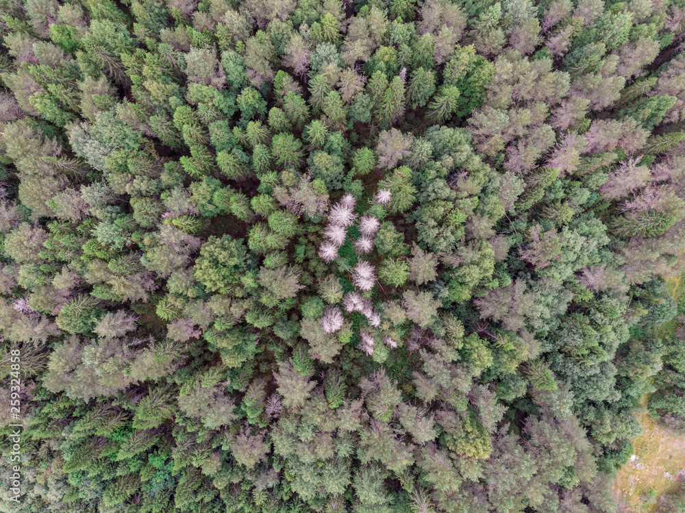 View of the summer forest from the drone View of the summer forest from the drone