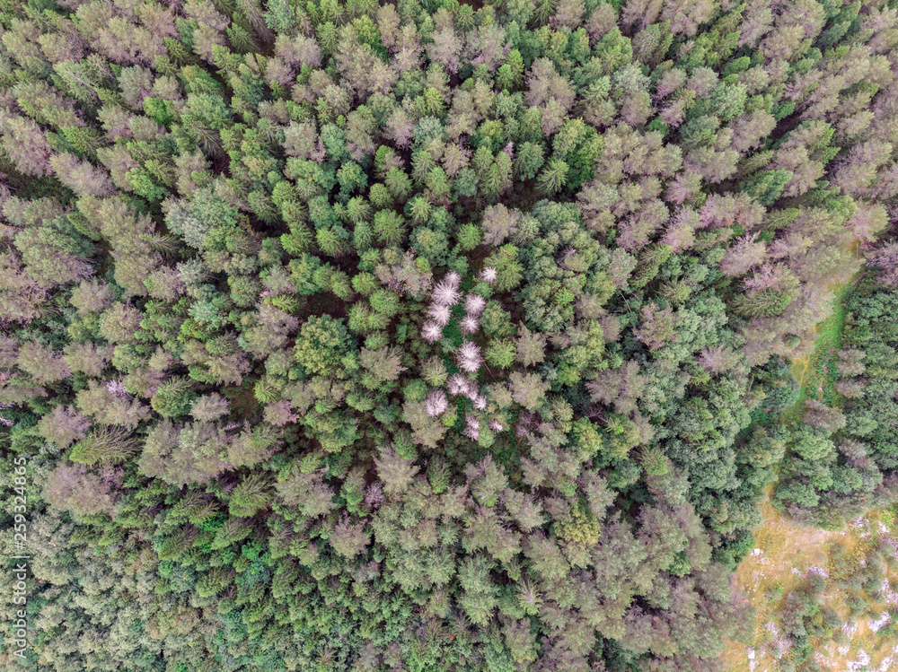 View of the summer forest from the drone View of the summer forest from the drone