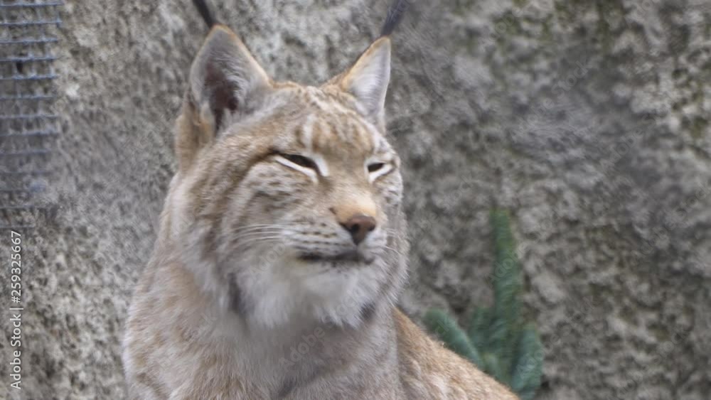 Big wild predatory cat lynx, bobcat Big wild predatory cat lynx, bobcat