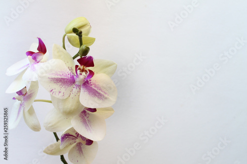 beautiful Orchid flowers