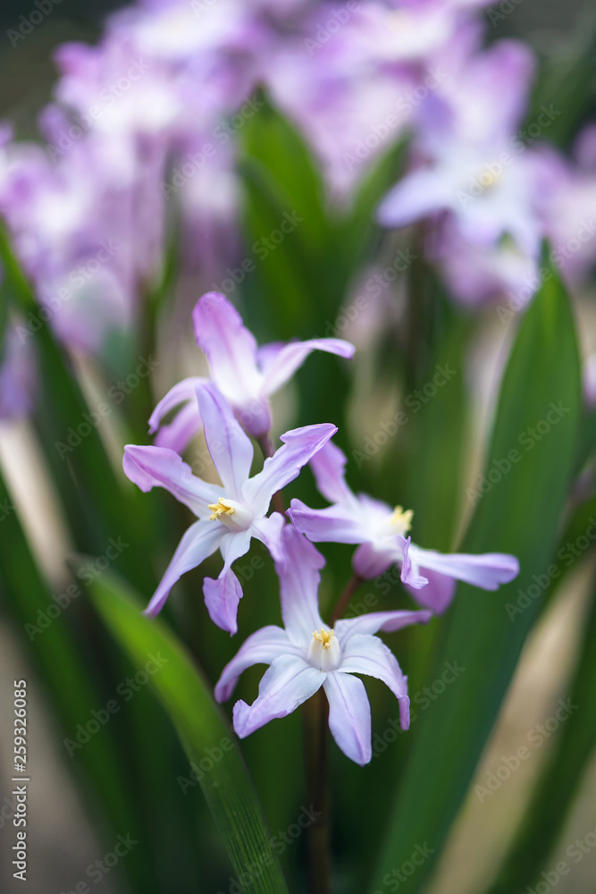 First spring purple star flowers in the garden. (Ipheion uniflorum) Selective soft focus. First spring purple star flowers in the garden. (Ipheion uniflorum) Selective soft focus.