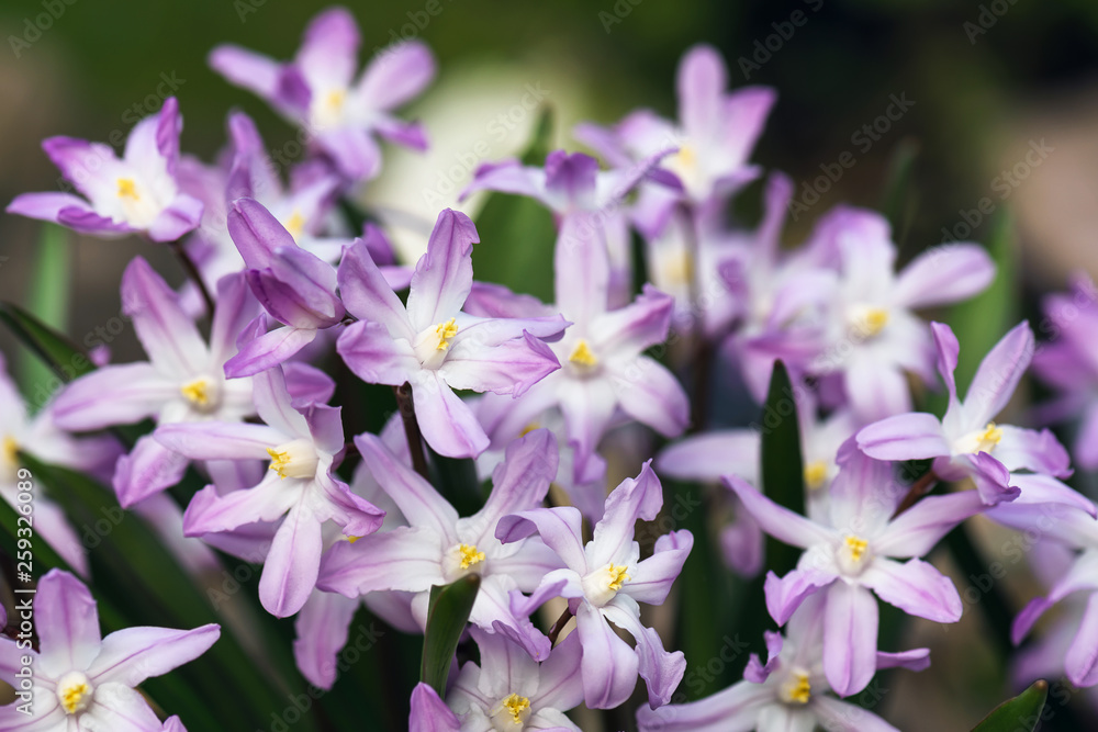 Beautiful purple star flowers in the garden at the early spring. (Ipheion uniflorum) Selective focus. Beautiful purple star flowers in the garden at the early spring. (Ipheion uniflorum) Selective focus.