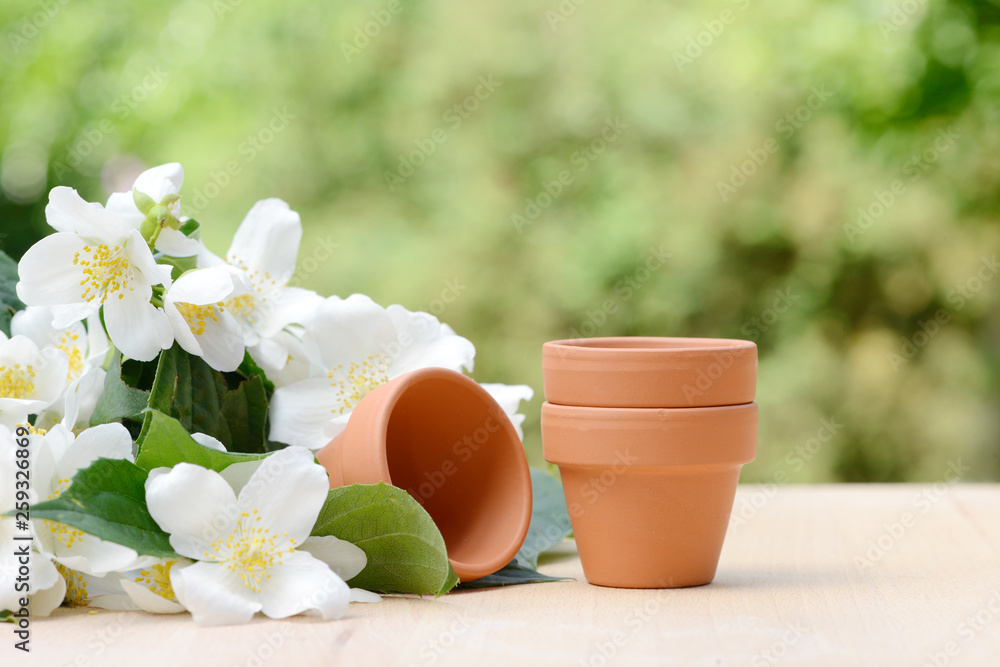mock orange and plant pot on table in the garden mock orange and plant pot on table in the garden
