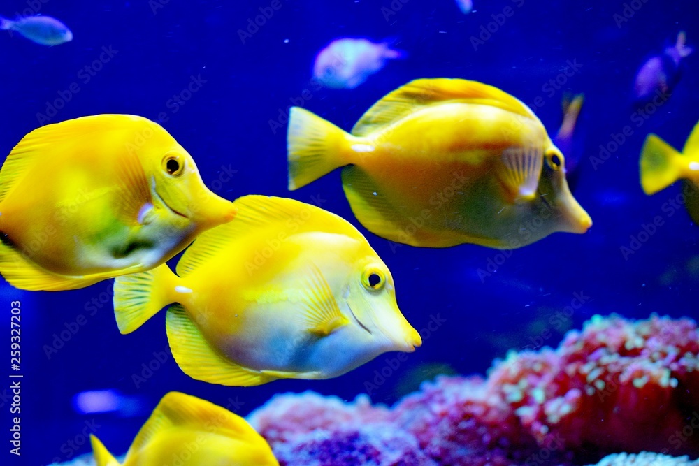Zebrasoma is a genus of surgeonfishes native to the Indian and Pacific Oceans. They have disc-shaped bodies and sail-like fins Zebrasoma is a genus of surgeonfishes native to the Indian and Pacific Oceans. They have disc-shaped bodies and sail-like fins