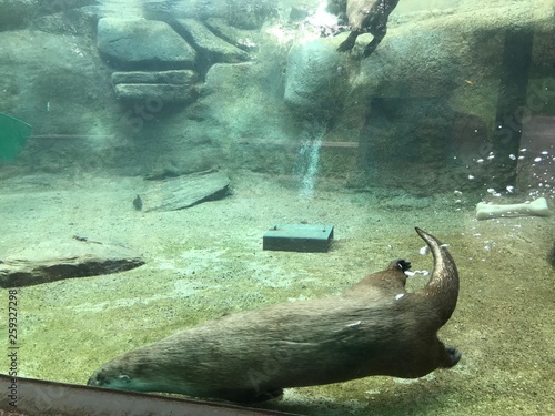 Otters swimming 