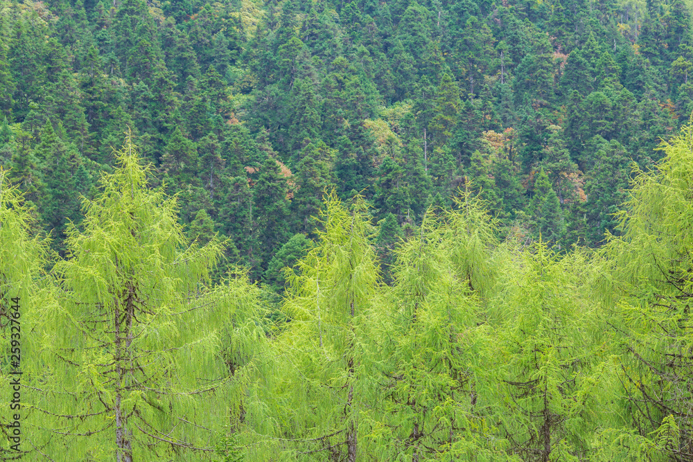 nature background of pine forest during summer season , environm nature background of pine forest during summer season , environm