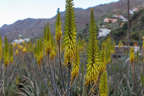 Hermigua Spain. 03-02-2019. Aloe Vera plantation at Hermigua. La Gomera. Canary Islands. Spain