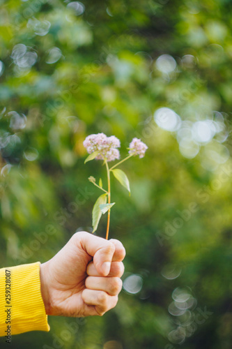 a man is holding a flower against the blurred background of trees and grass. bokeh, close-up, picnic, summer