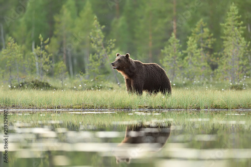 Big male brown bear in a bog with forest background