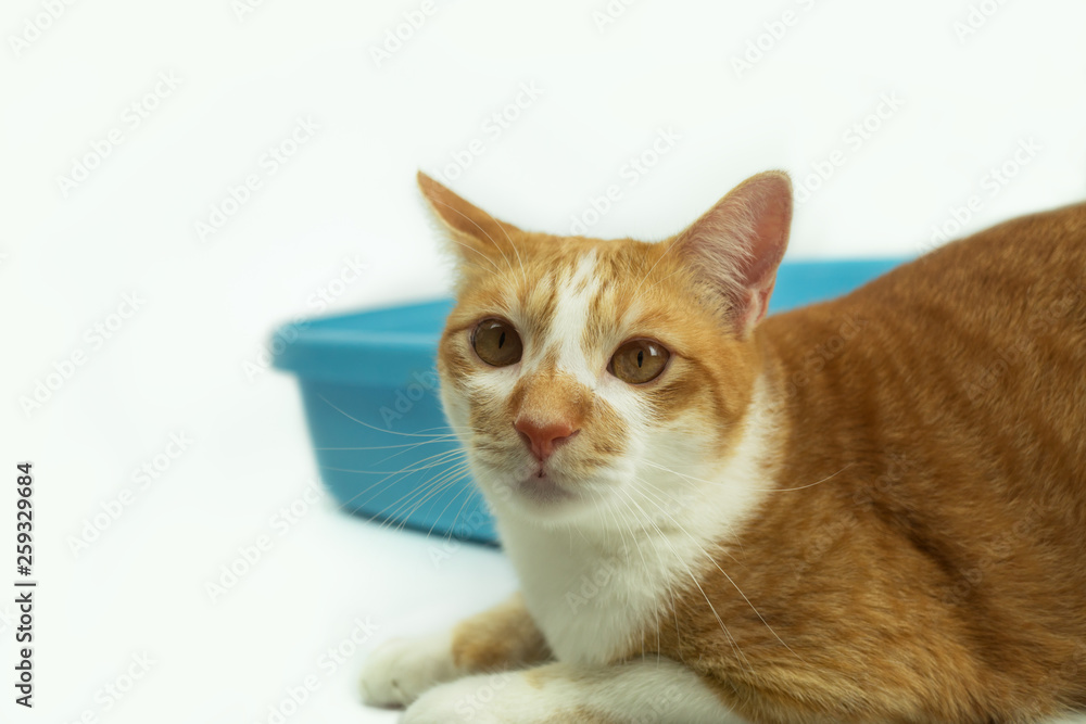 The excretion of cats is routine daily. The excretion of cats is routine daily.