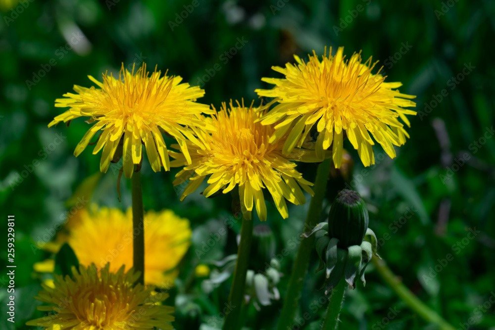 Yellow dandelion on a background of green grass. Yellow dandelion on a background of green grass.