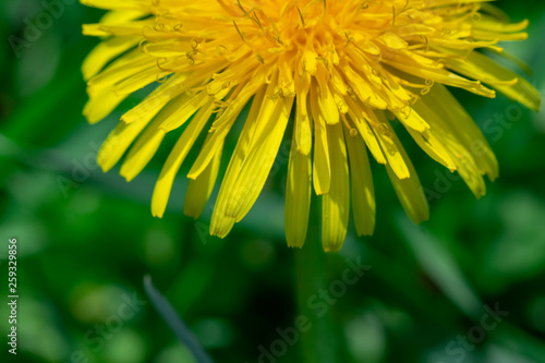 Yellow dandelion on a background of green grass.
