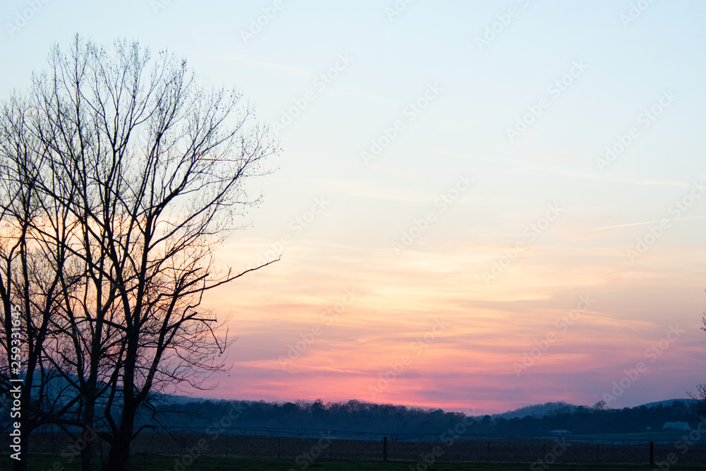 tree on edge of pasture during hazy sunset tree on edge of pasture during hazy sunset